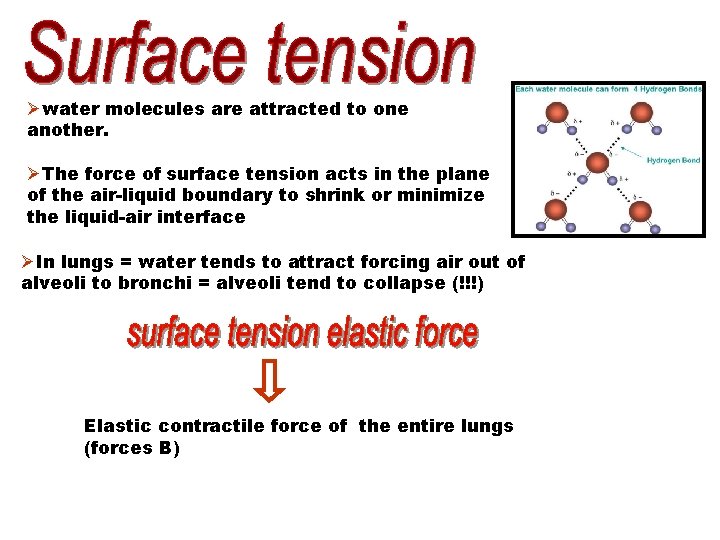 Øwater molecules are attracted to one another. ØThe force of surface tension acts in