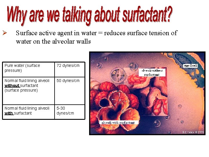 Ø Surface active agent in water = reduces surface tension of water on the