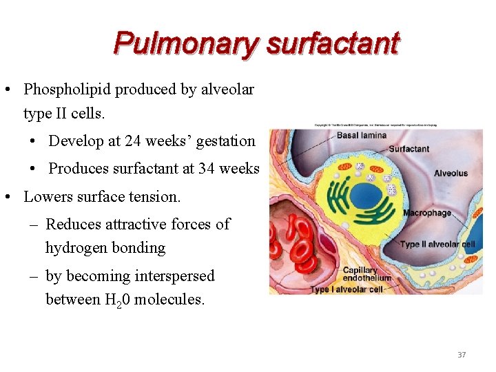 Pulmonary surfactant • Phospholipid produced by alveolar type II cells. • Develop at 24