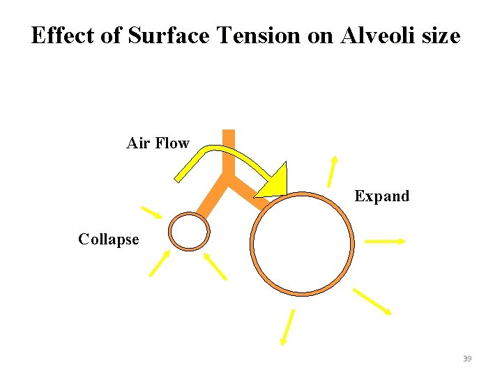 Effect of Surface Tension on Alveoli size Air Flow Expand Collapse 39 