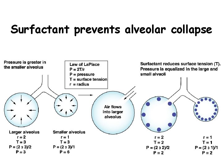 Surfactant prevents alveolar collapse 40 