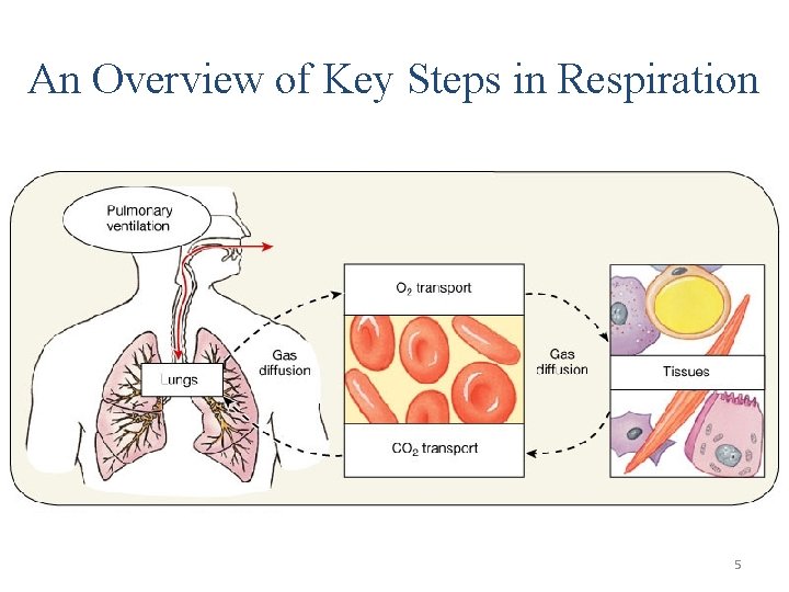 An Overview of Key Steps in Respiration 5 