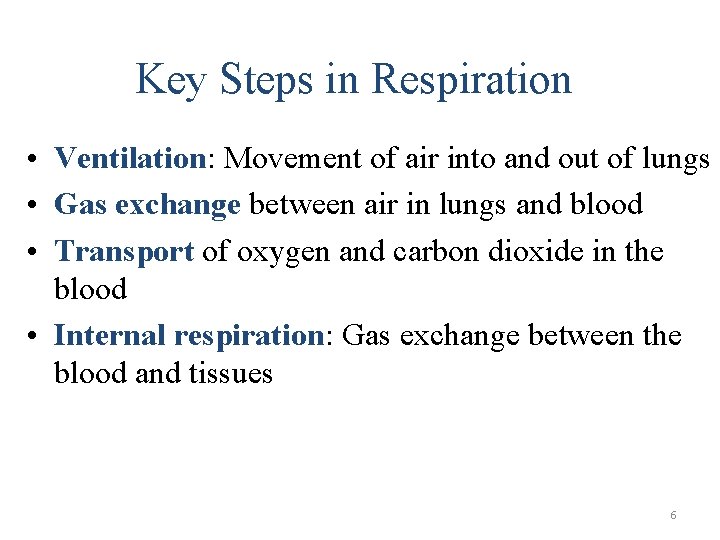 Key Steps in Respiration • Ventilation: Movement of air into and out of lungs