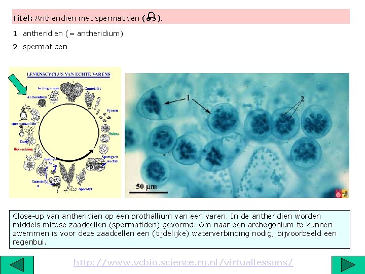 Titel: Antheridien met spermatiden ( ). 1 antheridien (= antheridium) 2 spermatiden 2 Close-up