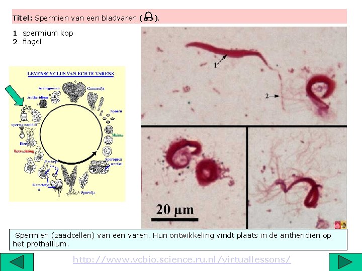 Titel: Spermien van een bladvaren ( ). 1 spermium kop 2 flagel 2 Spermien