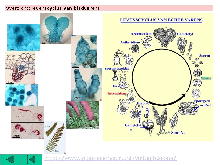 Overzicht: levenscyclus van bladvarens http: //www. vcbio. science. ru. nl/virtuallessons/ 