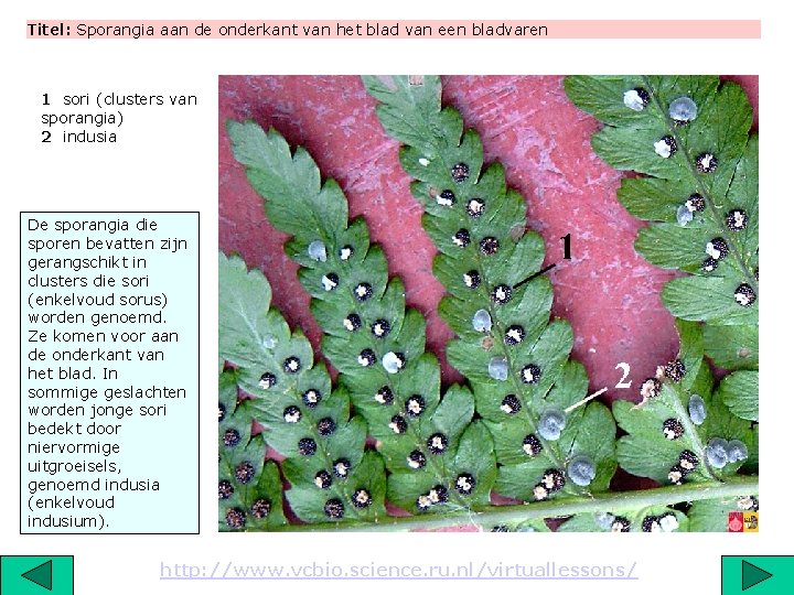 Titel: Sporangia aan de onderkant van het blad van een bladvaren 1 sori (clusters