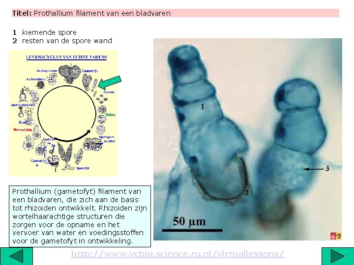Titel: Prothallium filament van een bladvaren 1 kiemende spore 2 resten van de spore