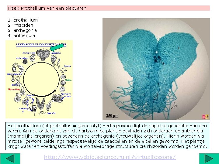 Titel: Prothallium van een bladvaren 1 2 3 4 prothallium rhizoiden archegonia antheridia 2