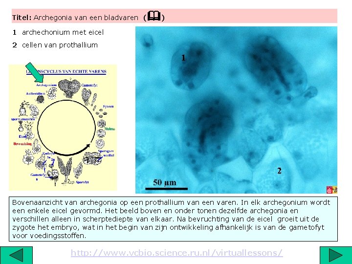 Titel: Archegonia van een bladvaren ( ) 1 archechonium met eicel 2 cellen van