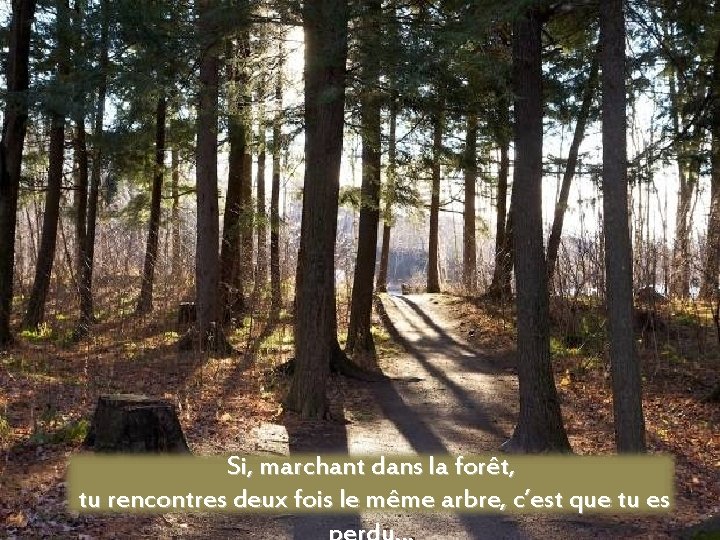 Si, marchant dans la forêt, tu rencontres deux fois le même arbre, c’est que