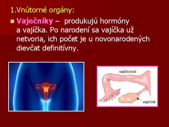 1. Vnútorné orgány: n Vaječníky – produkujú hormóny a vajíčka. Po narodení sa vajíčka