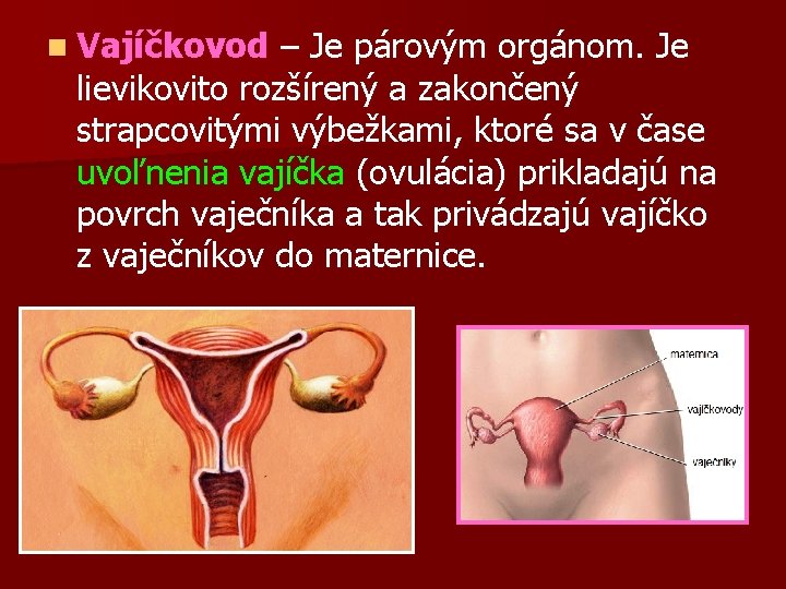 n Vajíčkovod – Je párovým orgánom. Je lievikovito rozšírený a zakončený strapcovitými výbežkami, ktoré