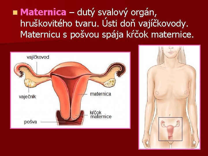 n Maternica – dutý svalový orgán, hruškovitého tvaru. Ústi doň vajíčkovody. Maternicu s pošvou