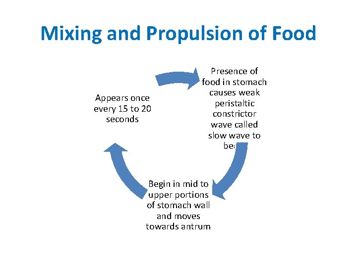 Mixing and Propulsion of Food Appears once every 15 to 20 seconds Presence of