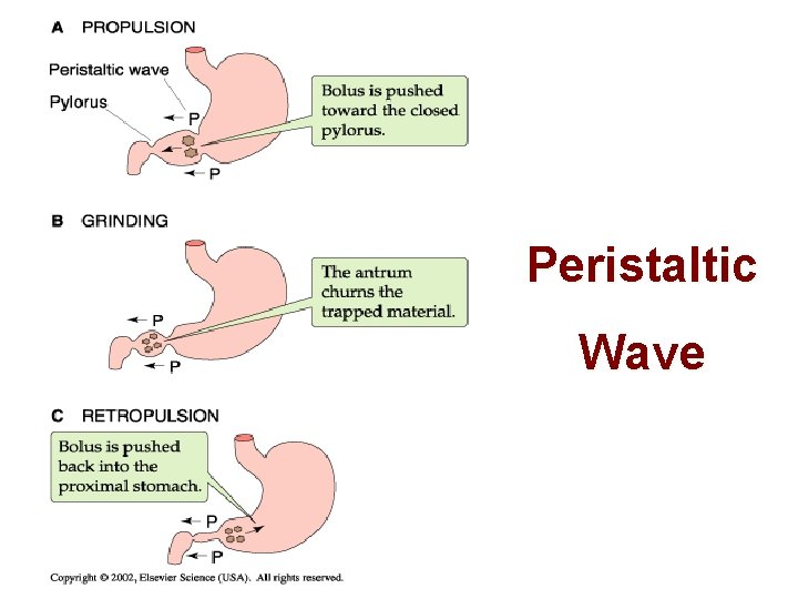 Peristaltic Wave 