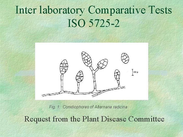 Inter laboratory Comparative Tests ISO 5725 -2 Fig. 1: Conidiophores of Alternaria radicina Request