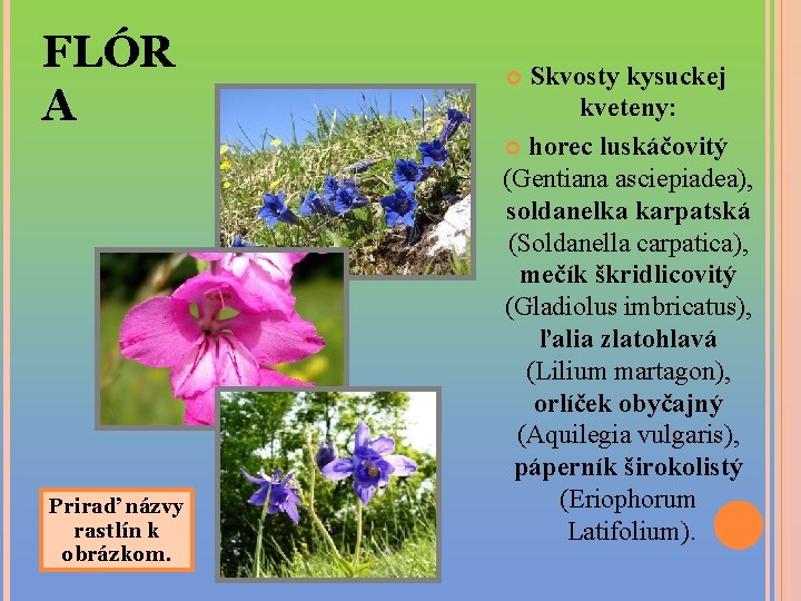 FLÓR A Priraď názvy rastlín k obrázkom. Skvosty kysuckej kveteny: horec luskáčovitý (Gentiana asciepiadea),