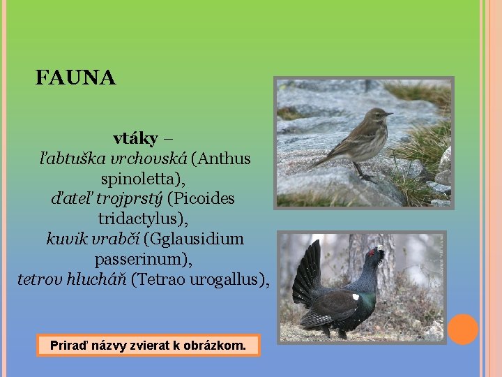 FAUNA vtáky – ľabtuška vrchovská (Anthus spinoletta), ďateľ trojprstý (Picoides tridactylus), kuvik vrabčí (Gglausidium