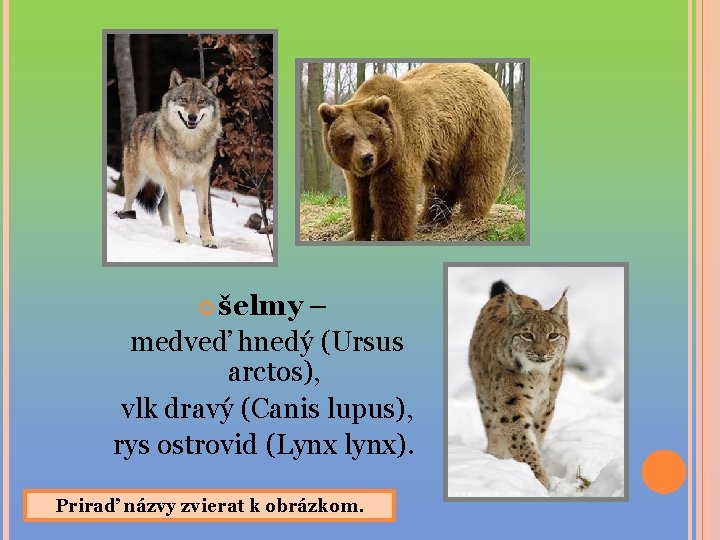 šelmy – medveď hnedý (Ursus arctos), vlk dravý (Canis lupus), rys ostrovid (Lynx