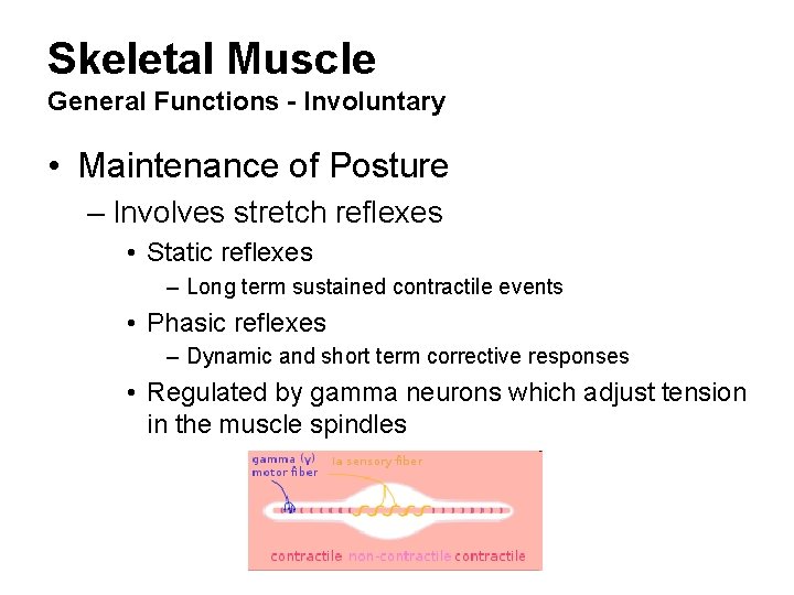 Skeletal Muscle General Functions - Involuntary • Maintenance of Posture – Involves stretch reflexes
