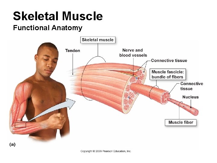 Skeletal Muscle Functional Anatomy 