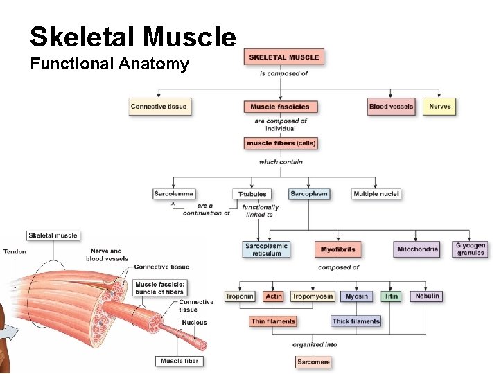 Skeletal Muscle Functional Anatomy 