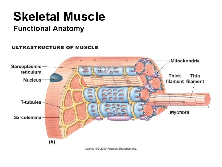 Skeletal Muscle Functional Anatomy 