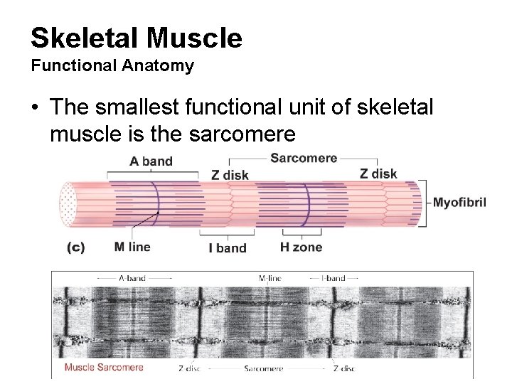 Skeletal Muscle Functional Anatomy • The smallest functional unit of skeletal muscle is the
