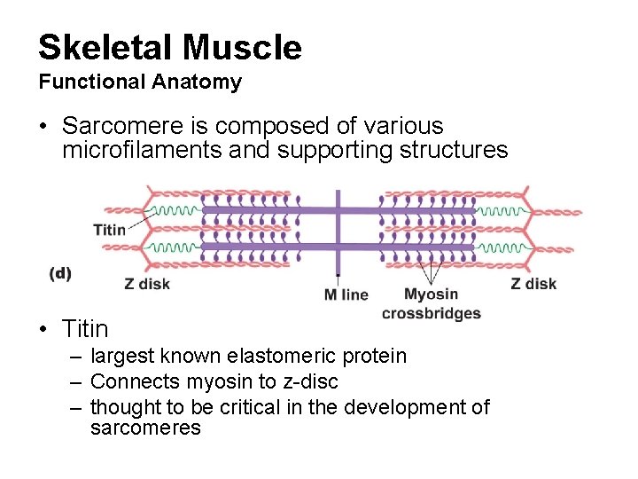 Skeletal Muscle Functional Anatomy • Sarcomere is composed of various microfilaments and supporting structures