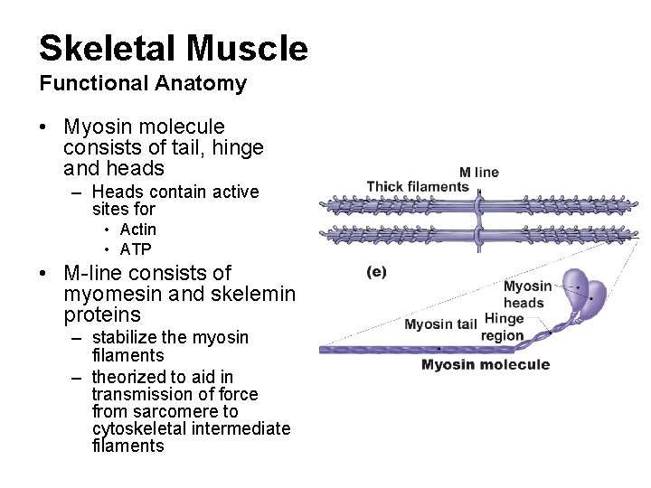 Skeletal Muscle Functional Anatomy • Myosin molecule consists of tail, hinge and heads –