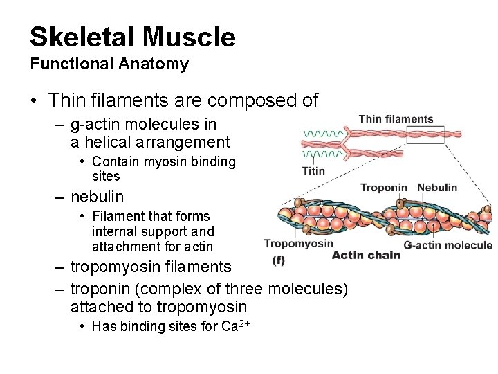 Skeletal Muscle Functional Anatomy • Thin filaments are composed of – g-actin molecules in
