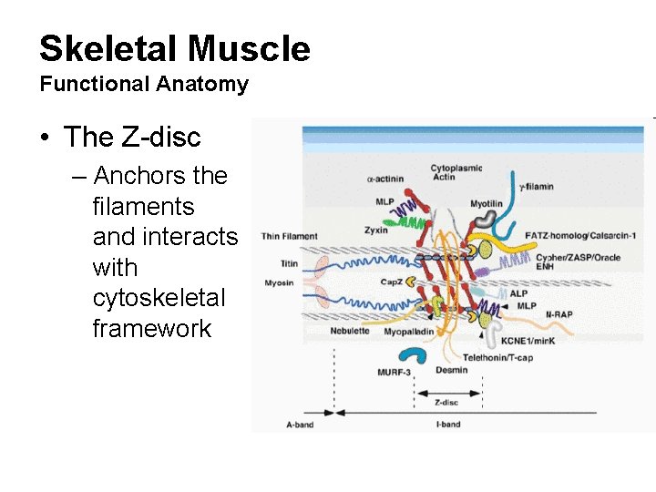 Skeletal Muscle Functional Anatomy • The Z-disc – Anchors the filaments and interacts with