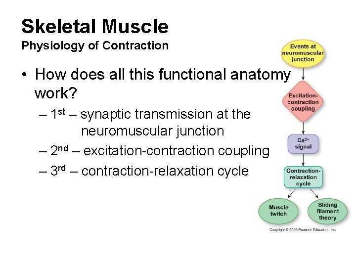 Skeletal Muscle Physiology of Contraction • How does all this functional anatomy work? –