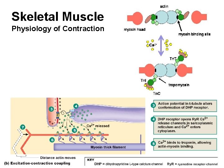 Skeletal Muscle Physiology of Contraction 