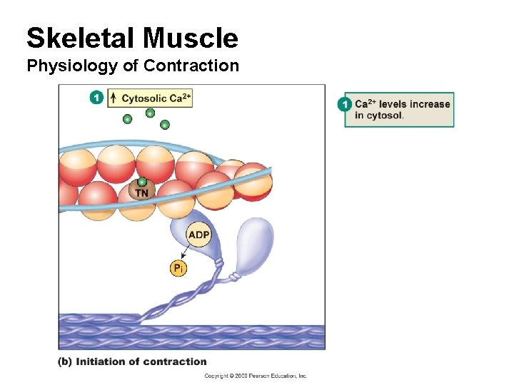 Skeletal Muscle Physiology of Contraction 