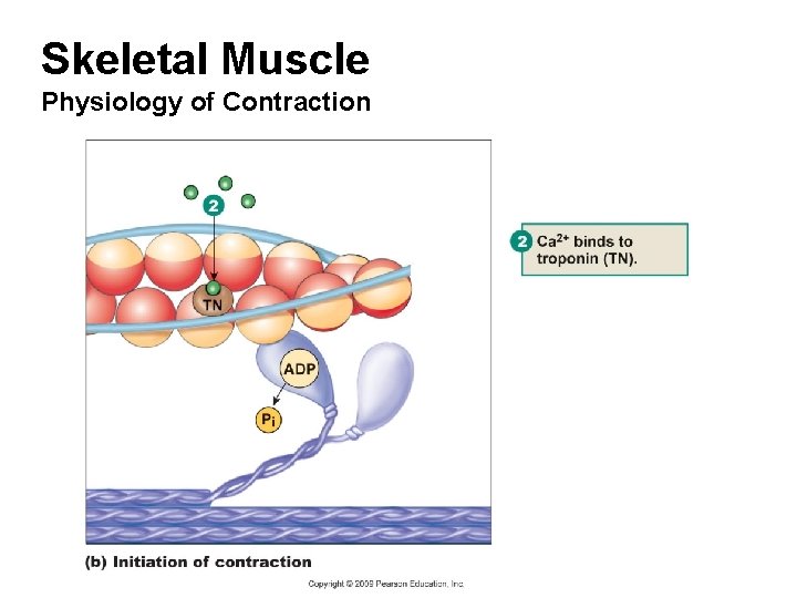 Skeletal Muscle Physiology of Contraction 