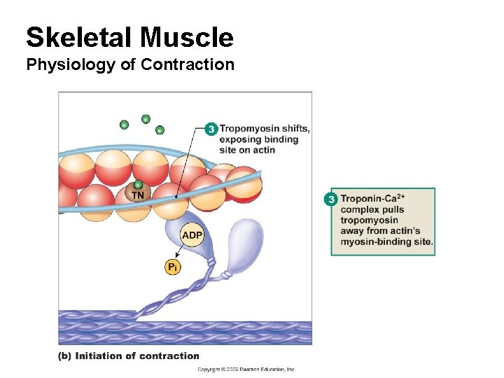 Skeletal Muscle Physiology of Contraction 