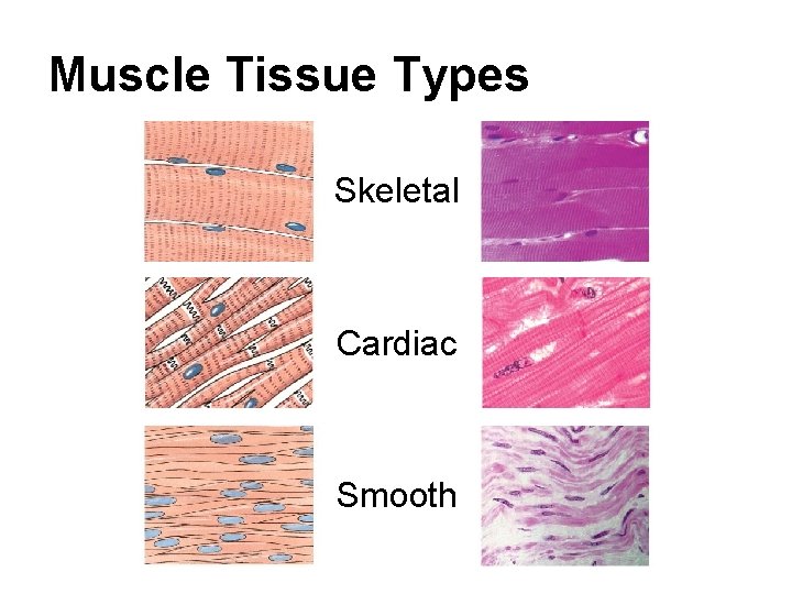 Muscle Tissue Types Skeletal Cardiac Smooth 