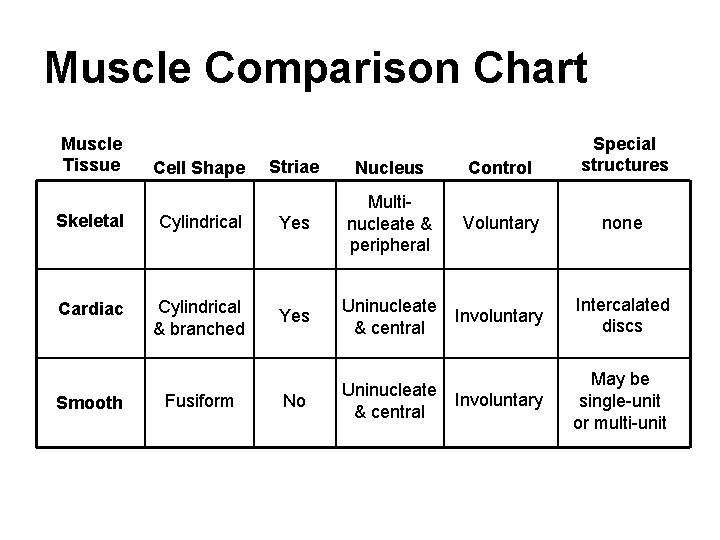 Muscle Comparison Chart Muscle Tissue Cell Shape Striae Nucleus Control Special structures Voluntary none