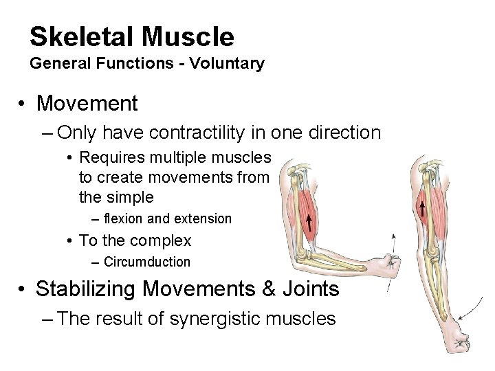 Skeletal Muscle General Functions - Voluntary • Movement – Only have contractility in one