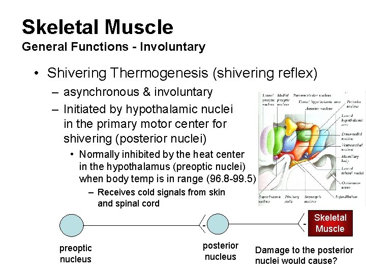 Skeletal Muscle General Functions - Involuntary • Shivering Thermogenesis (shivering reflex) – asynchronous &