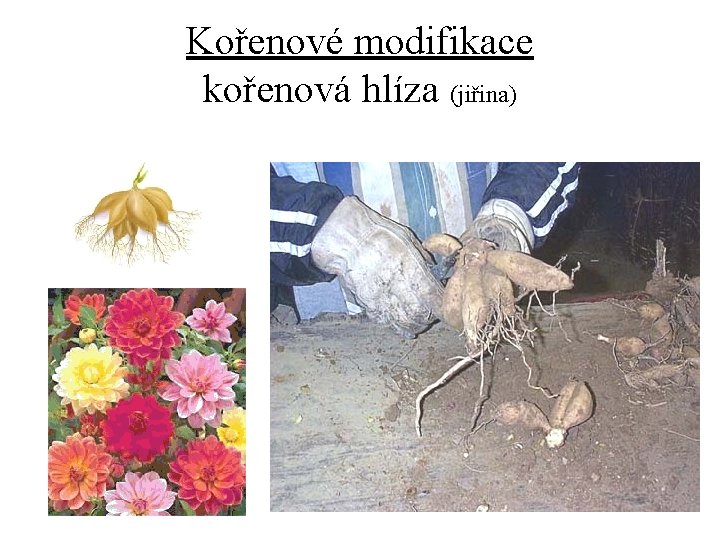 Kořenové modifikace kořenová hlíza (jiřina) 