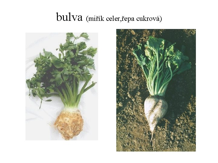 bulva (miřík celer, řepa cukrová) 