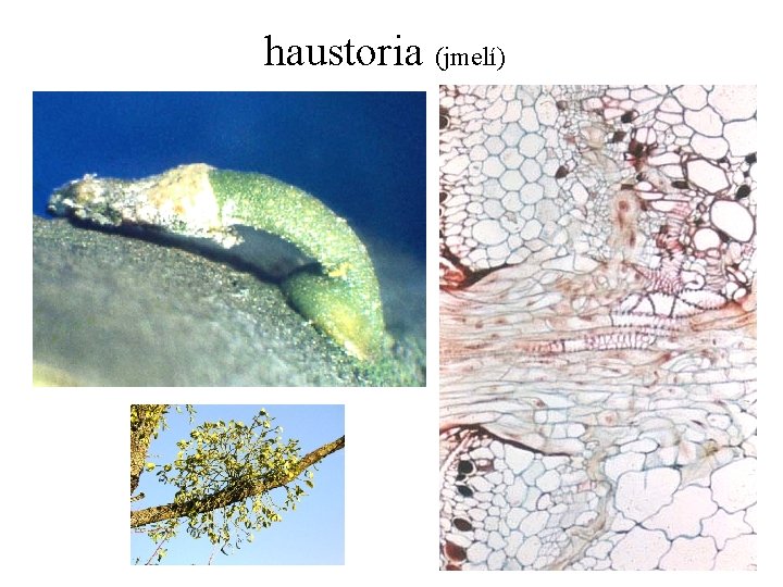 haustoria (jmelí) 