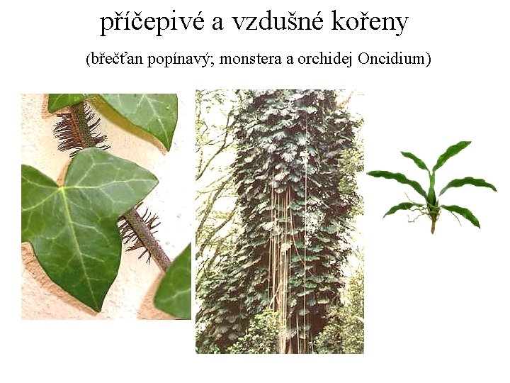 příčepivé a vzdušné kořeny (břečťan popínavý; monstera a orchidej Oncidium) 