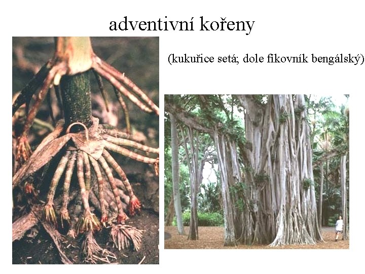 adventivní kořeny (kukuřice setá; dole fíkovník bengálský) 