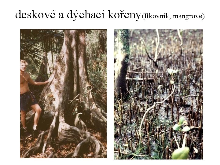 deskové a dýchací kořeny(fíkovník, mangrove) 
