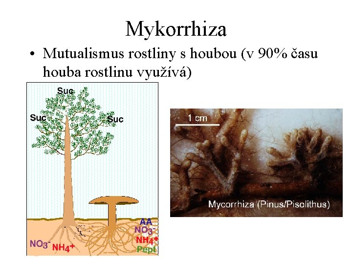 Mykorrhiza • Mutualismus rostliny s houbou (v 90% času houba rostlinu využívá) 