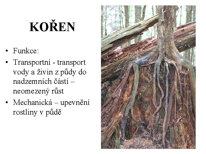 KOŘEN • Funkce: • Transportní - transport vody a živin z půdy do nadzemních
